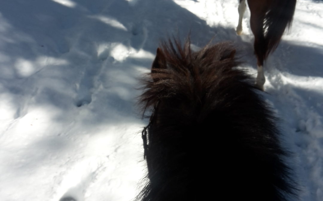 Chasseral en hiver
